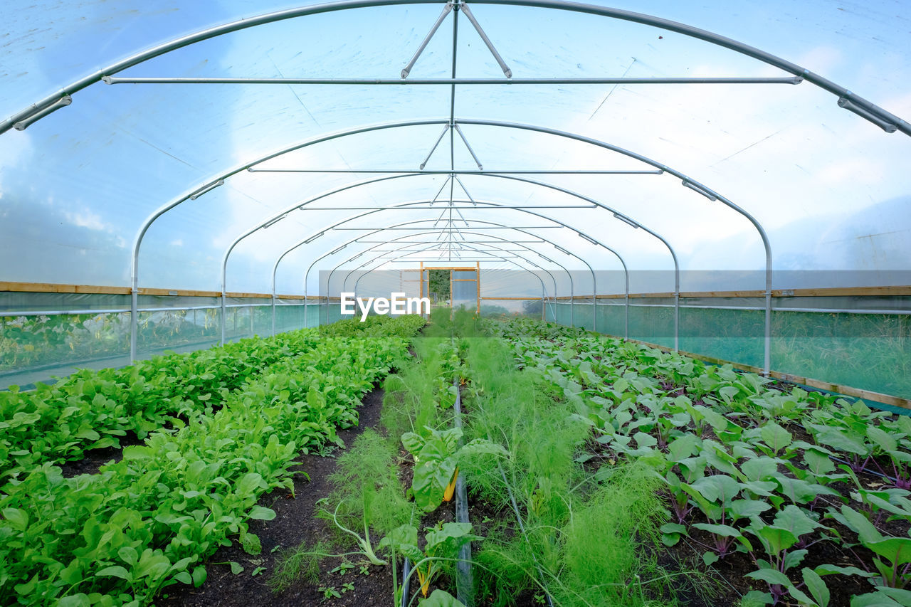 Organic vegetables growing inside polytunnel