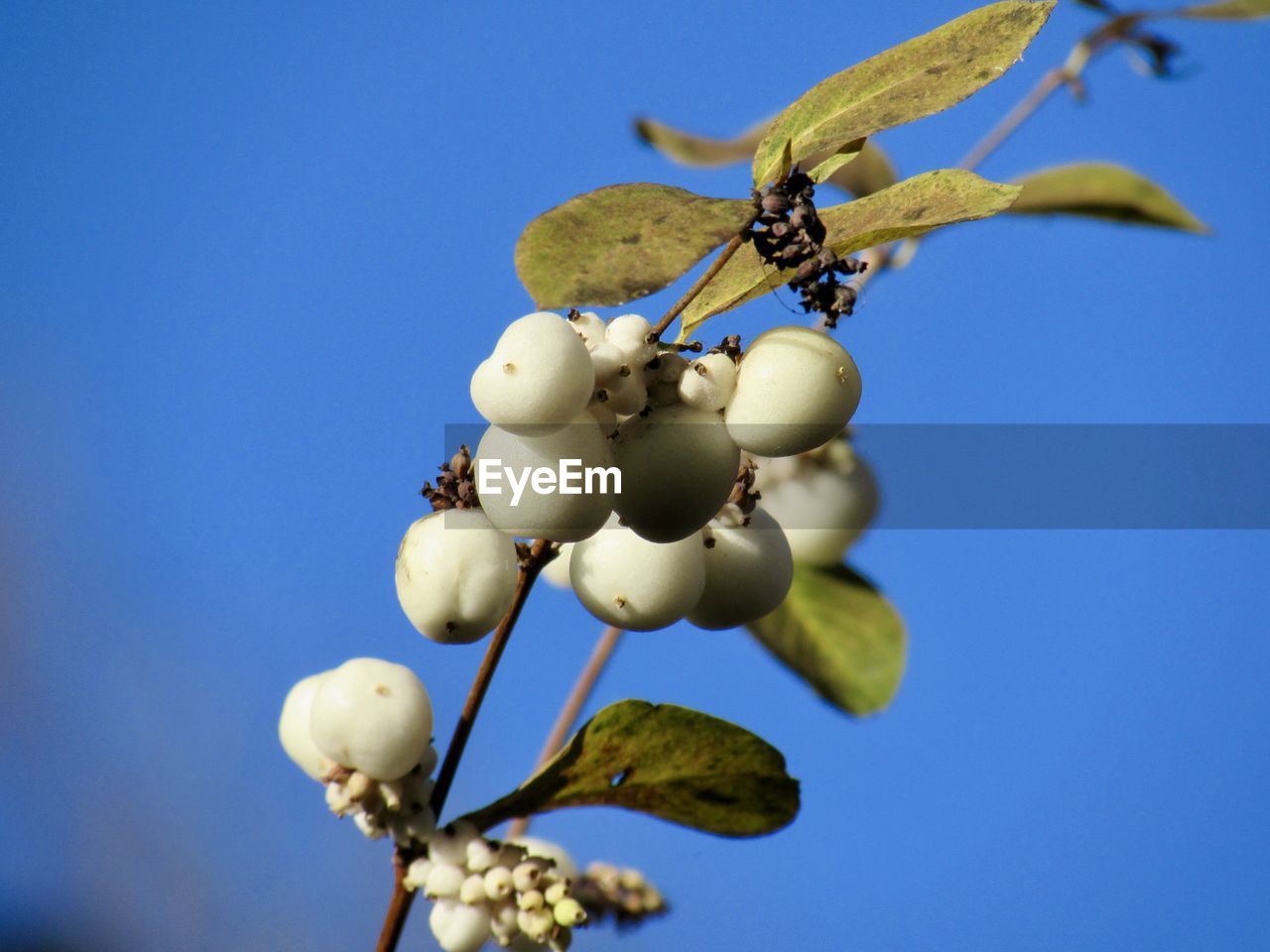 LOW ANGLE VIEW OF INSECT ON BLUE AGAINST CLEAR SKY