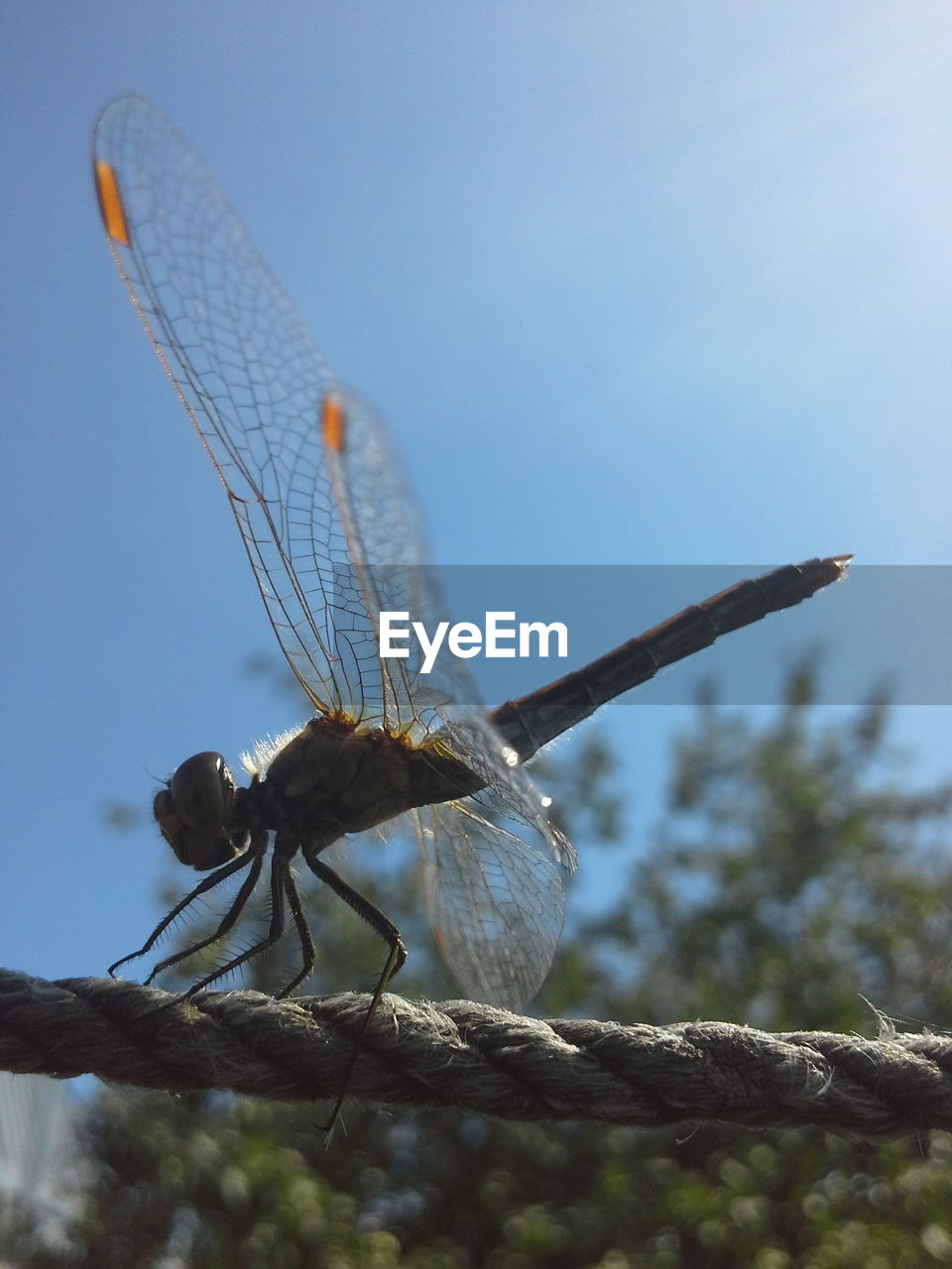 Close-up of dragonfly on rope