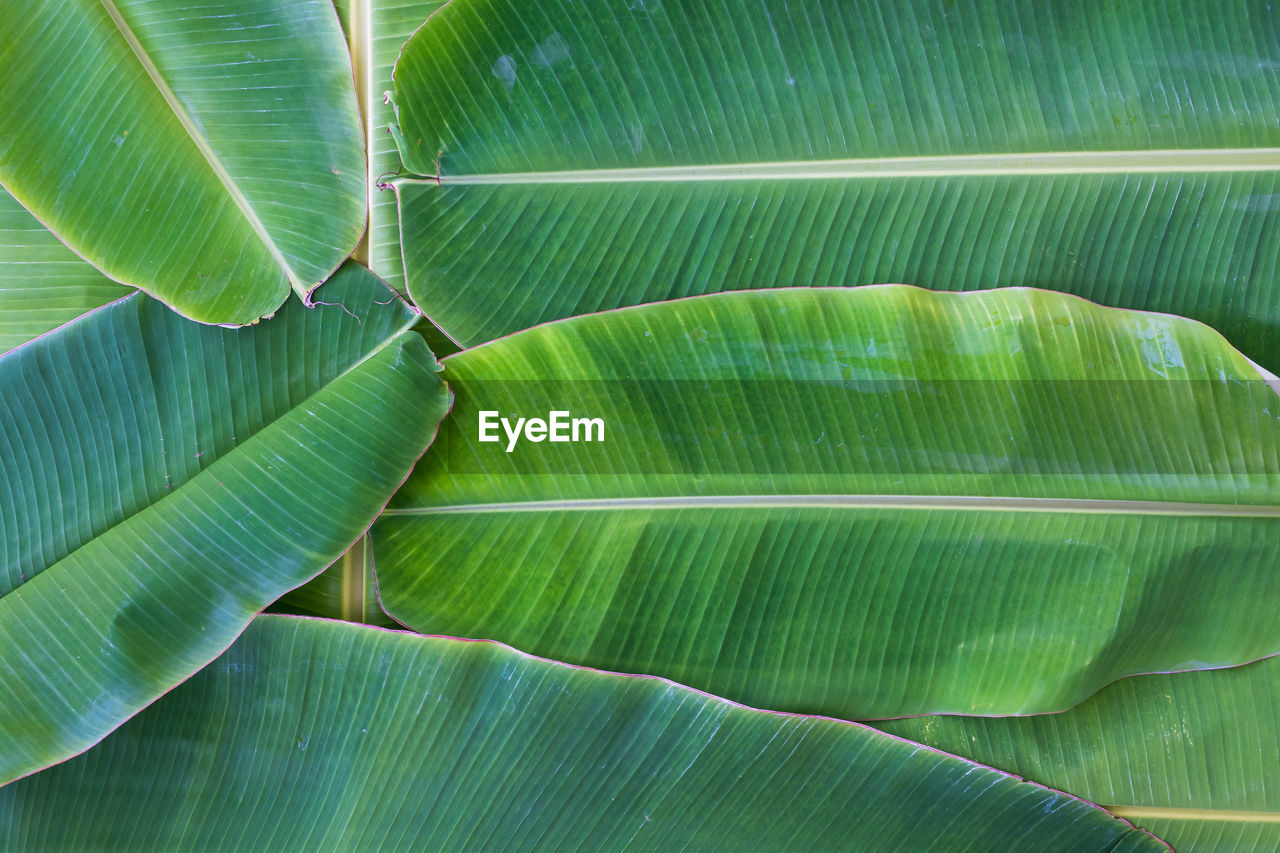 FULL FRAME SHOT OF PALM LEAF