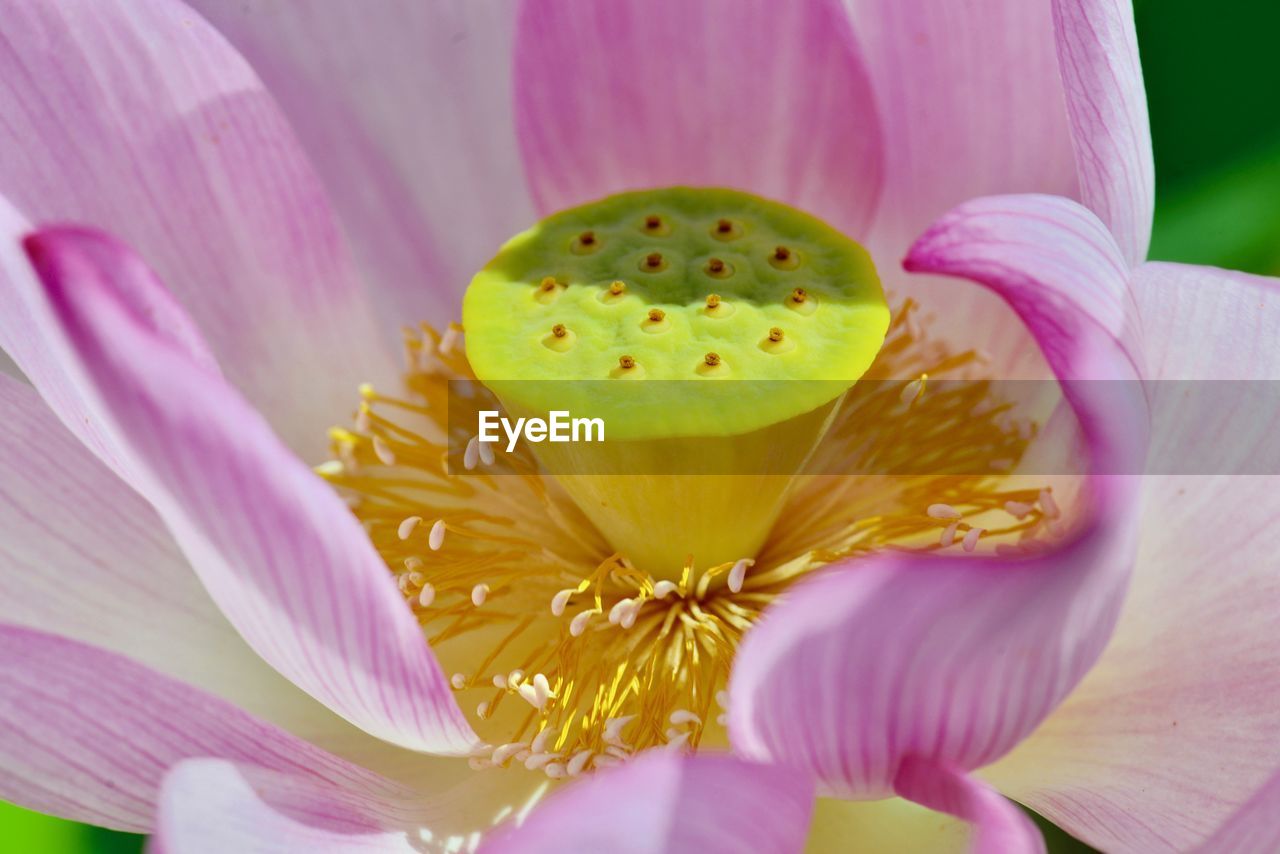 Close-up of pink water lily