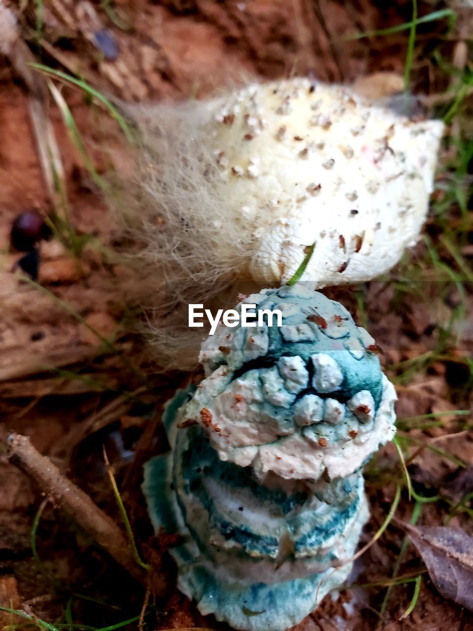 CLOSE-UP OF MUSHROOMS GROWING ON LAND