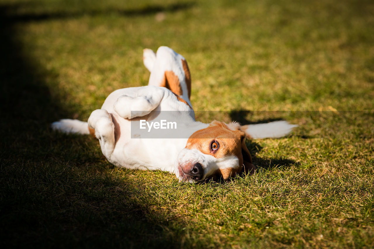 Beagle wallow and roll on grass. dog has relaxation time lying down on green grass in sun.