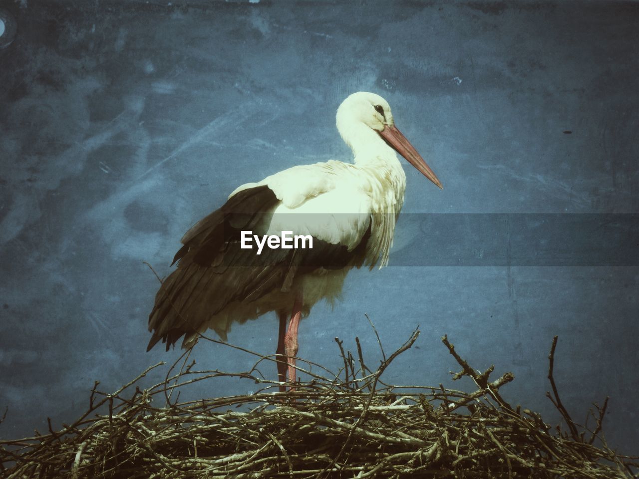 Side view of stork on nest against sky