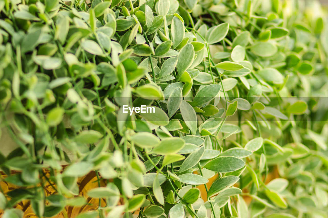 FULL FRAME SHOT OF FRESH GREEN LEAVES