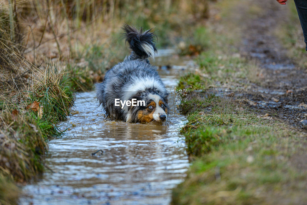 animal themes, animal, one animal, mammal, dog, wildlife, water, pet, nature, animal wildlife, canine, domestic animals, no people, selective focus, outdoors, grass, day, plant