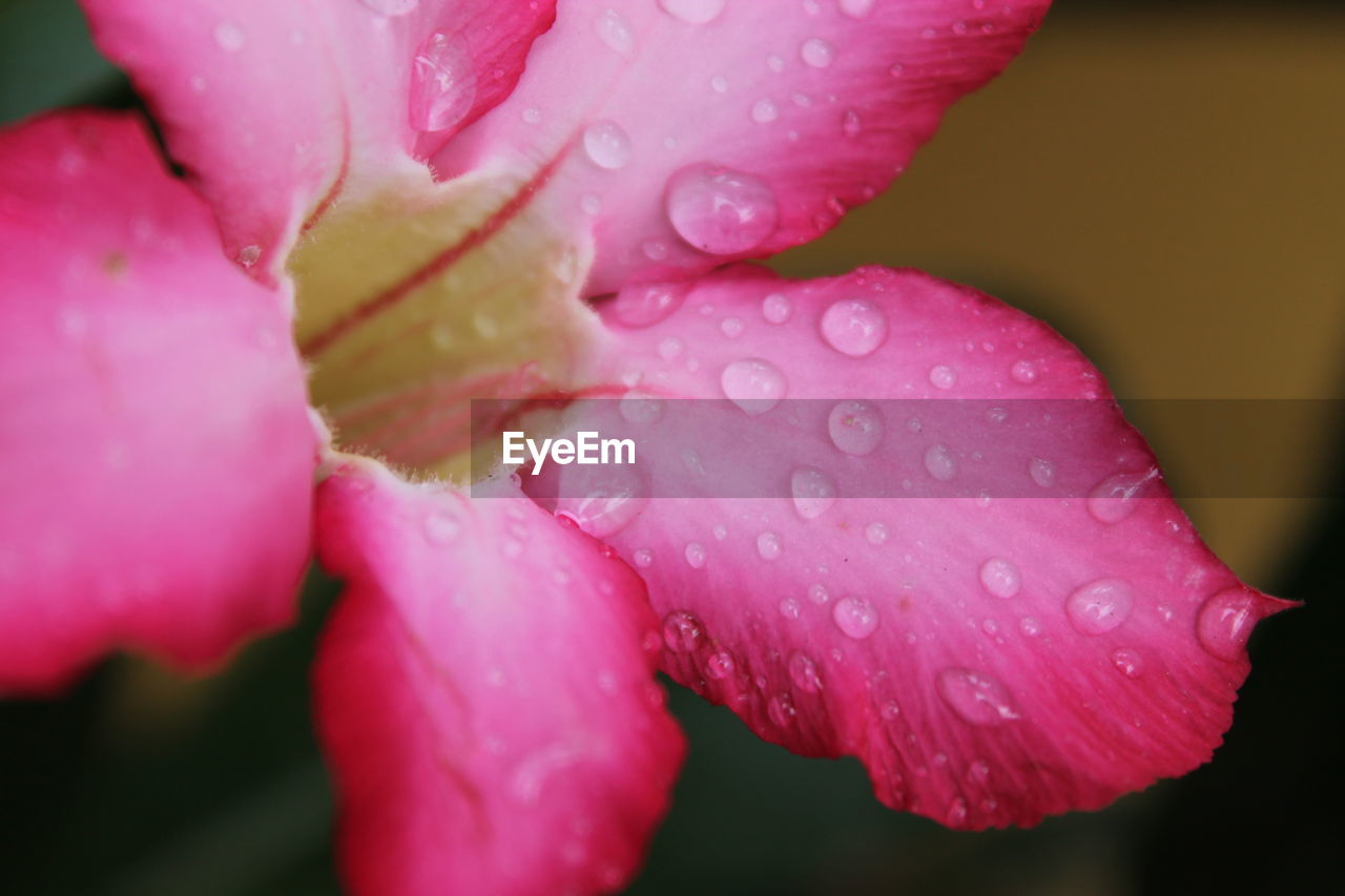 CLOSE-UP OF WET PINK FLOWERS