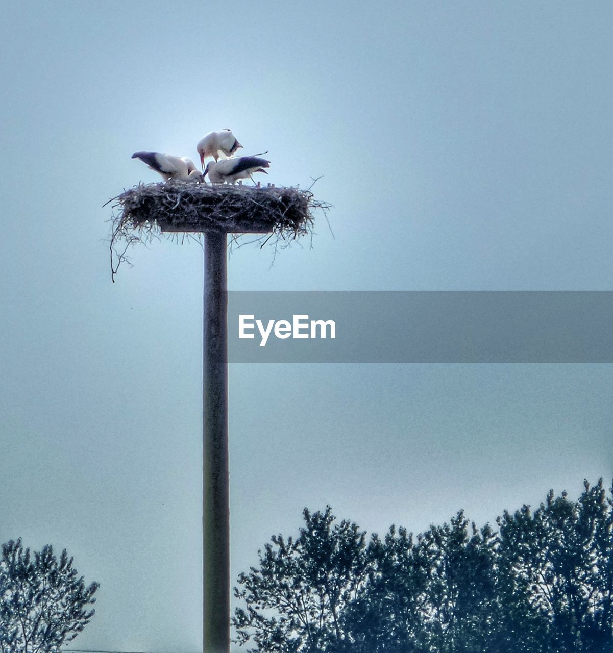 LOW ANGLE VIEW OF SPARROW PERCHING ON TREE AGAINST SKY