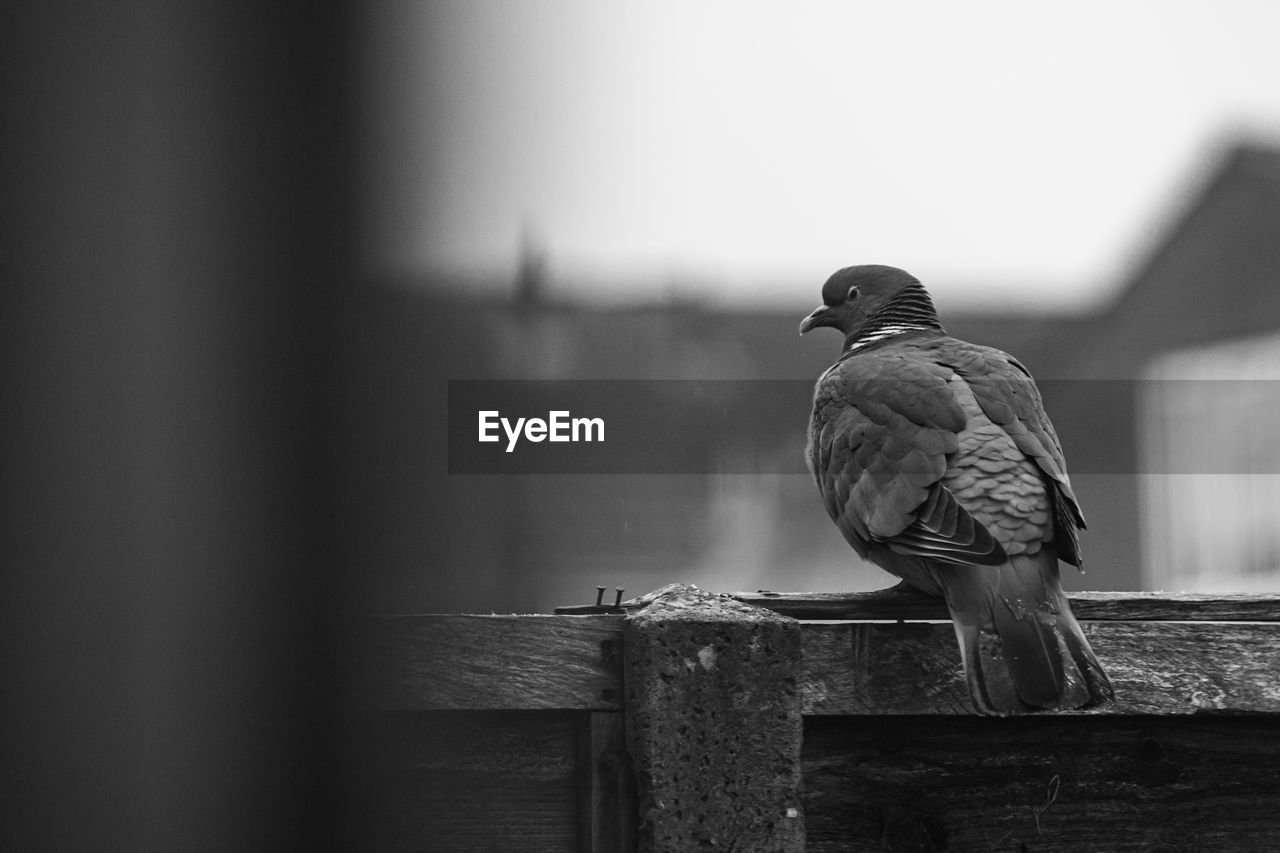 BIRD PERCHING ON WOODEN RAILING