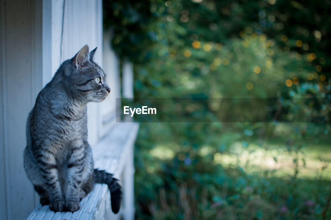 Cat on railing