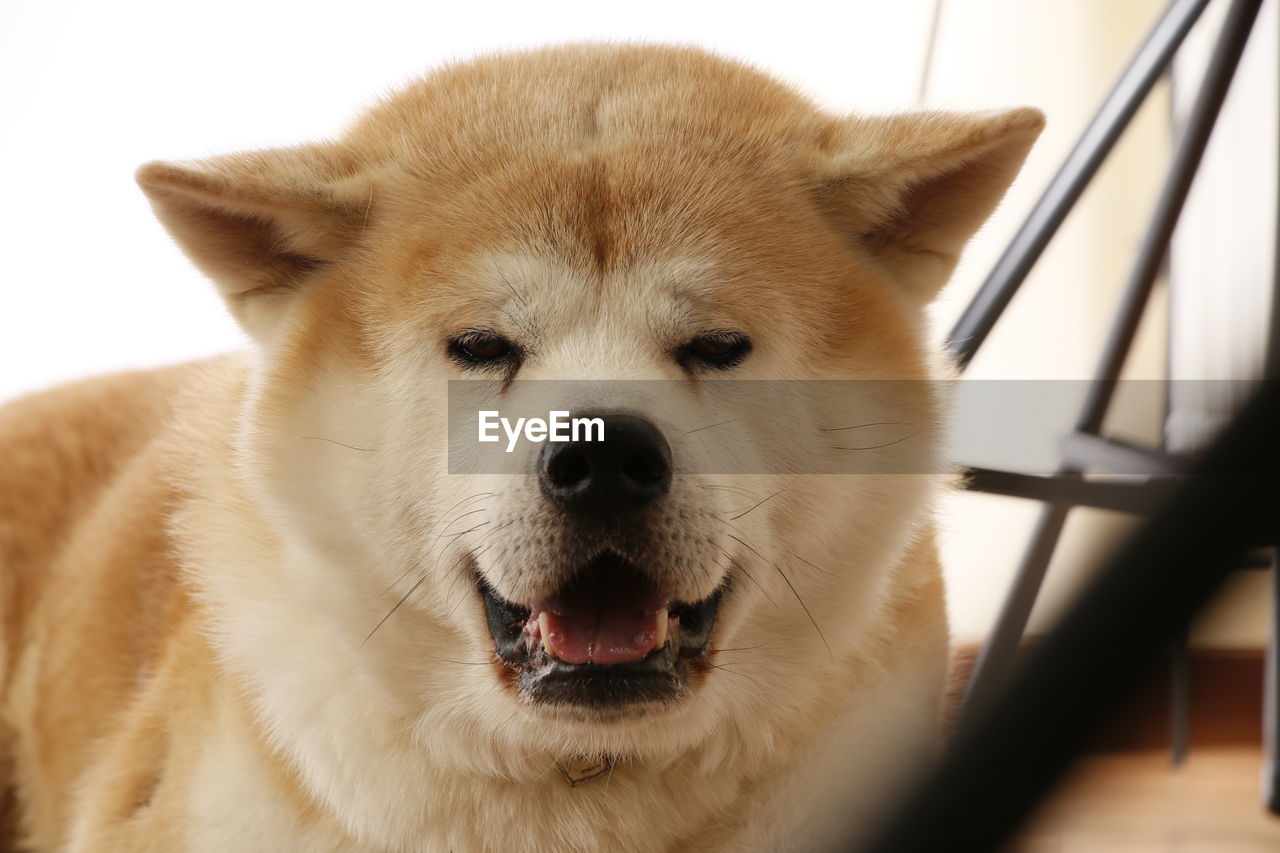 PORTRAIT OF A DOG