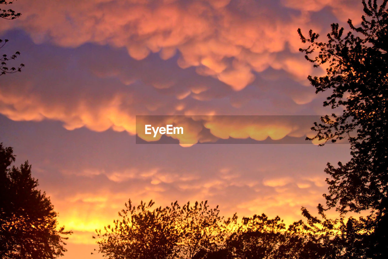 LOW ANGLE VIEW OF SILHOUETTE TREES AGAINST SKY