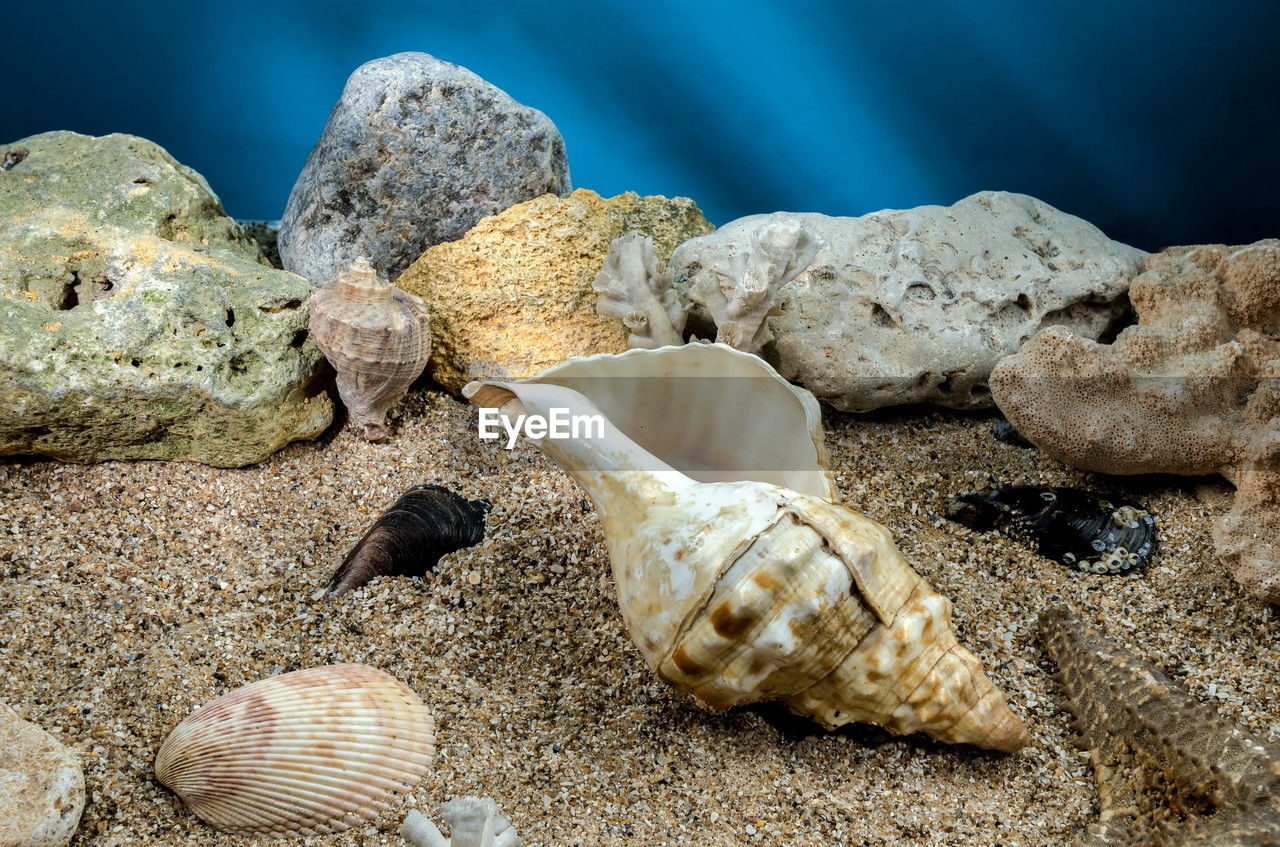 animal wildlife, land, beach, animal, sea, nature, animal themes, shell, wildlife, sea life, sand, no people, water, rock, marine biology, marine, underwater, seashell, beauty in nature, outdoors, animal shell, macro photography, close-up, day, group of animals, undersea