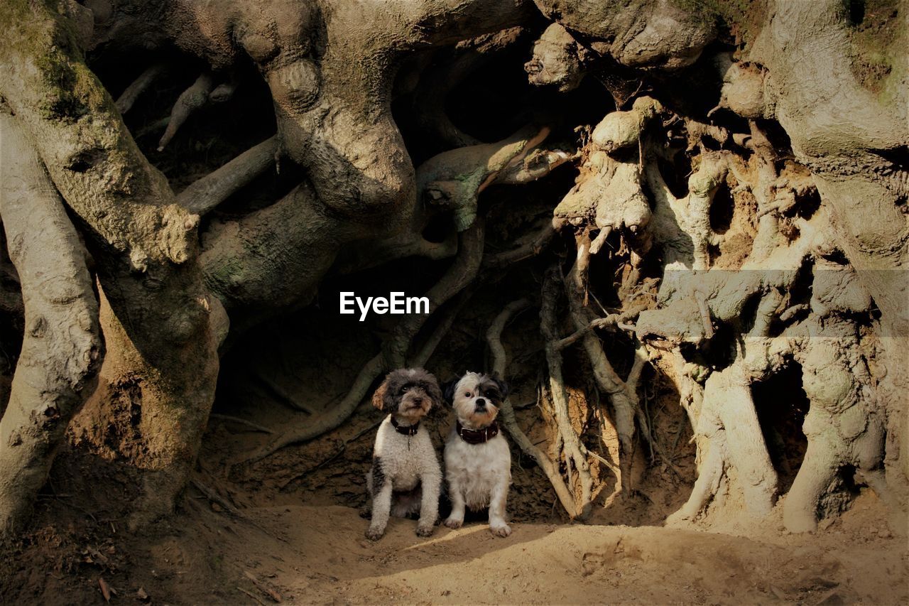 Dogs sitting against tree trunk