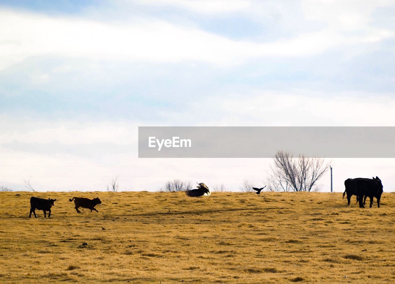 HORSES ON FIELD AGAINST SKY