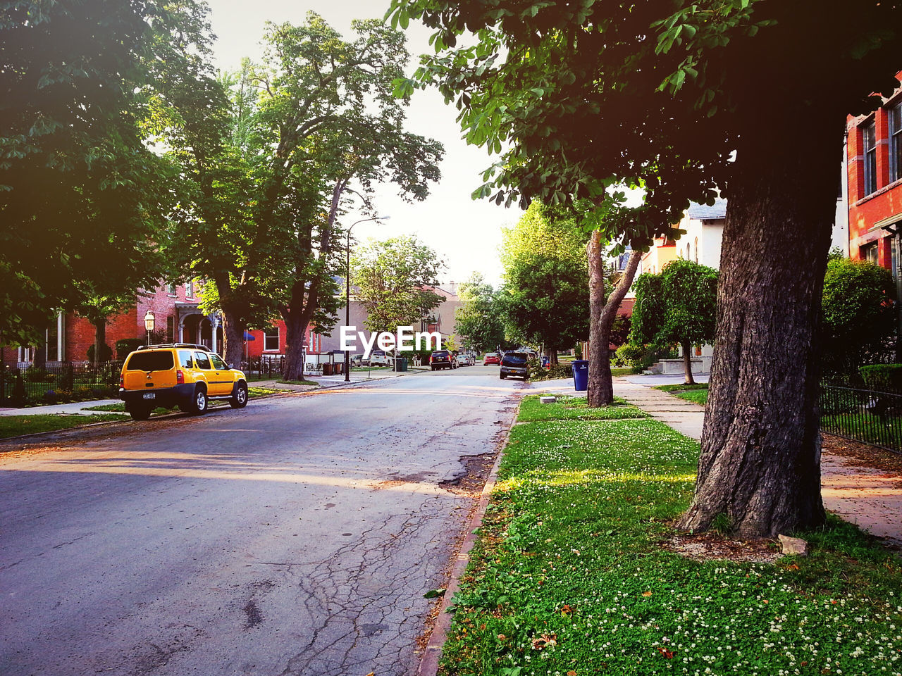 City street along trees