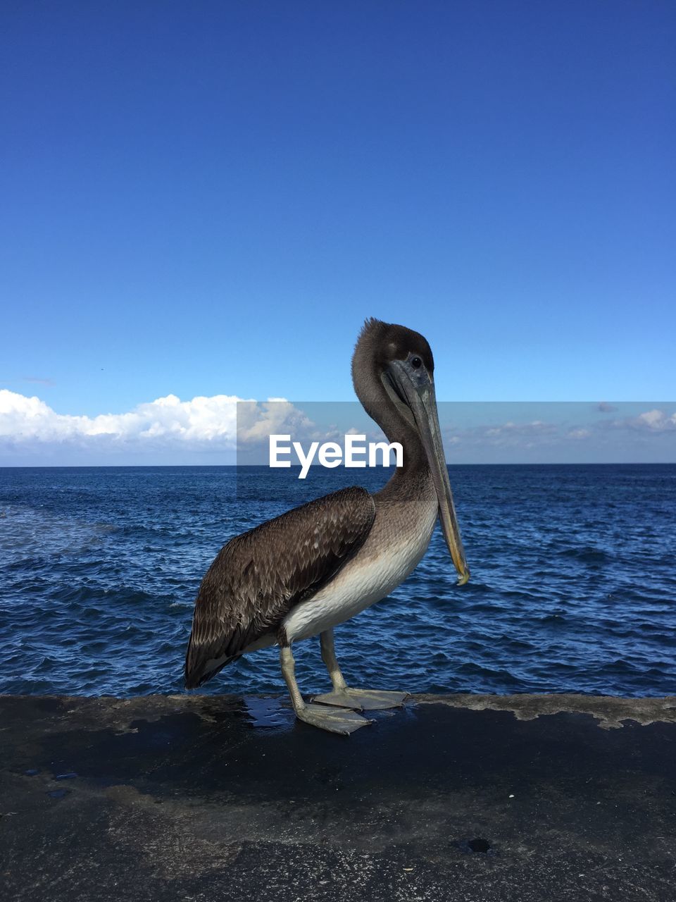 View of pelican on the beach