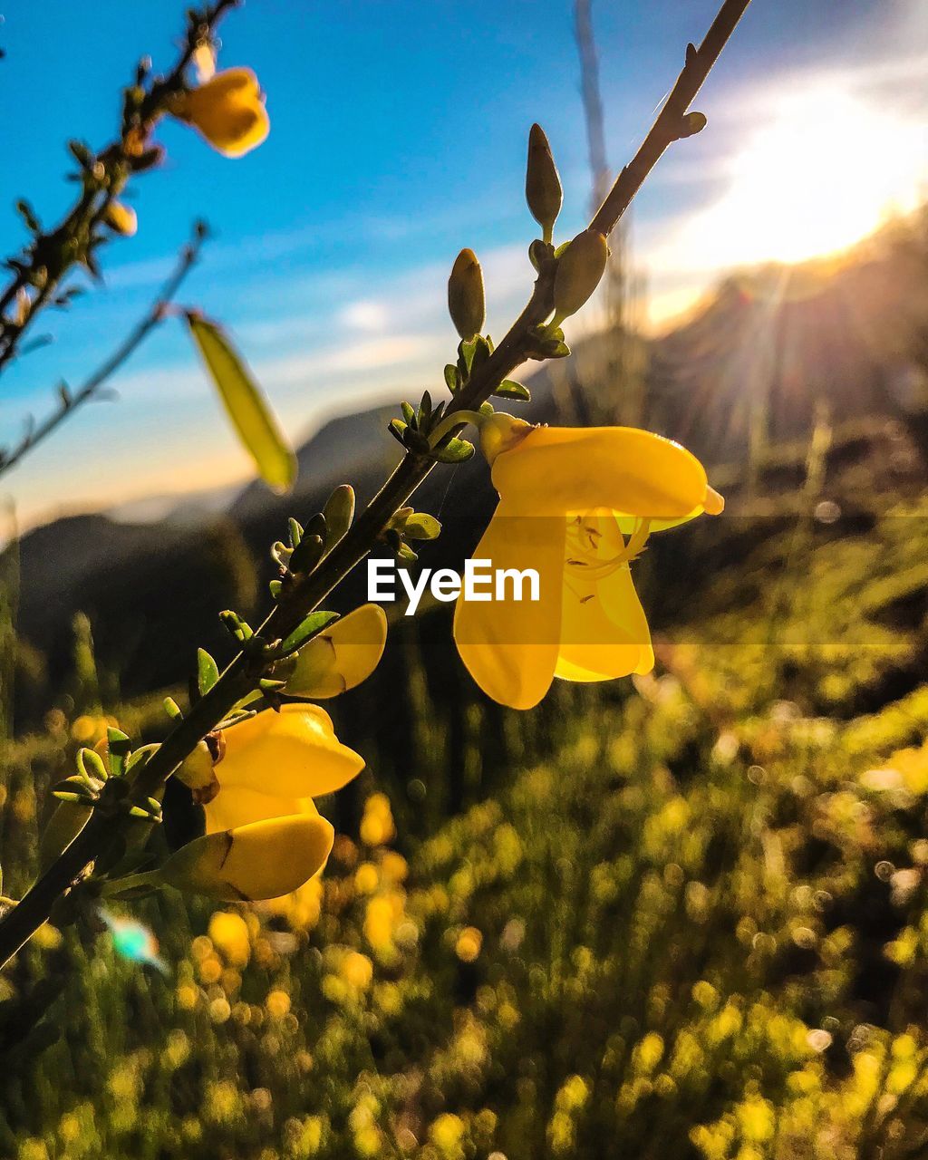 CLOSE-UP OF YELLOW FLOWERING PLANTS