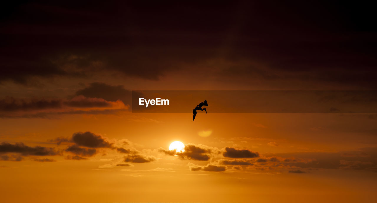 Silhouette of bird flying against sky during sunset