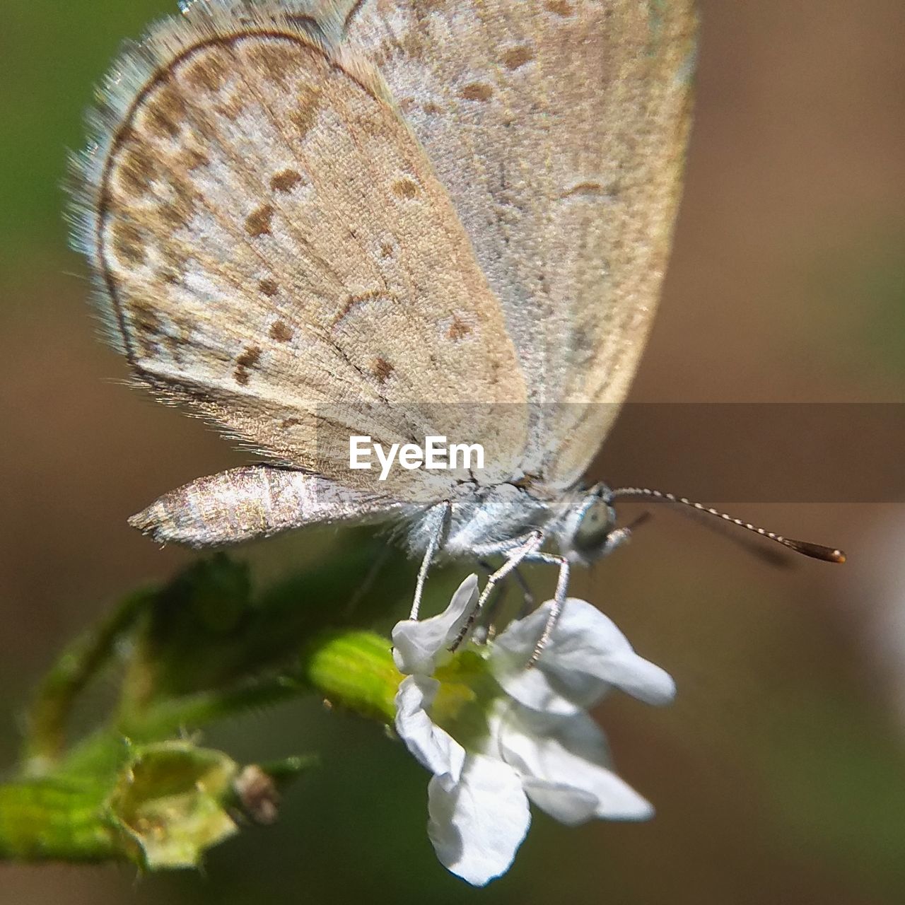 BUTTERFLY ON FLOWER