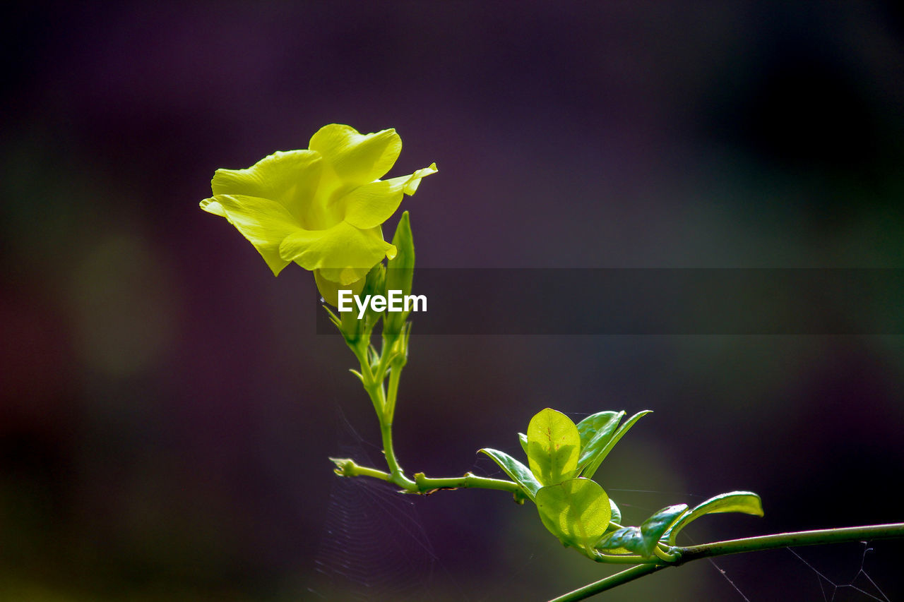 Close-up of flowering plant