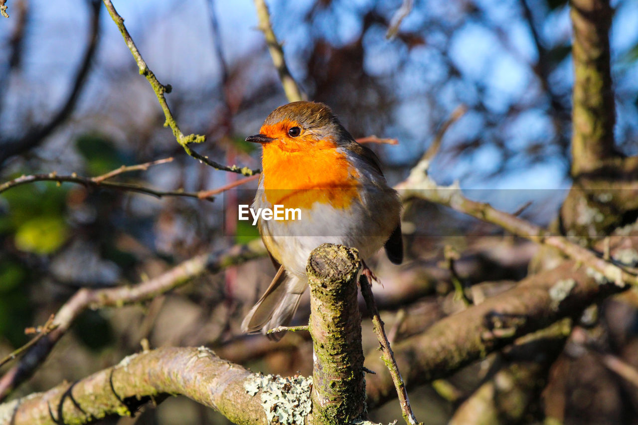 Robin perched on tree