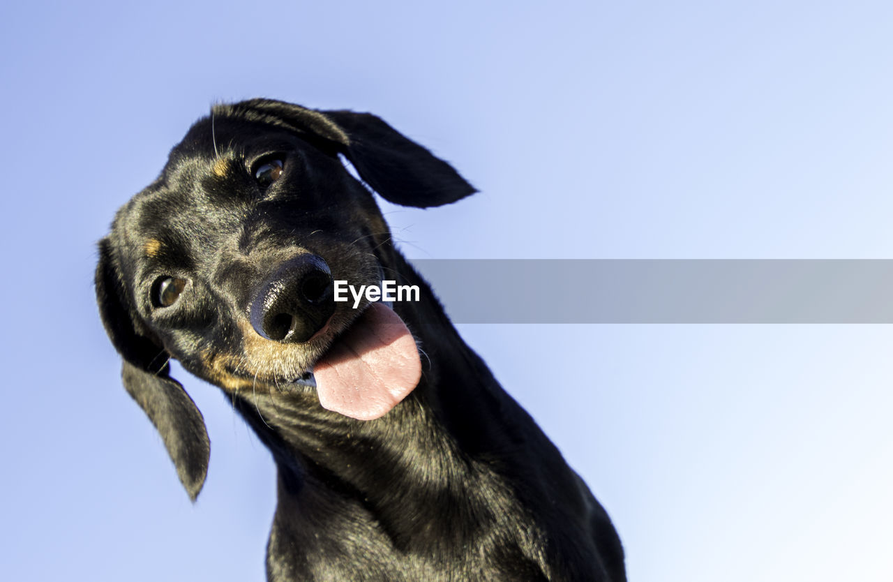 LOW ANGLE VIEW OF DOG LOOKING AWAY AGAINST SKY