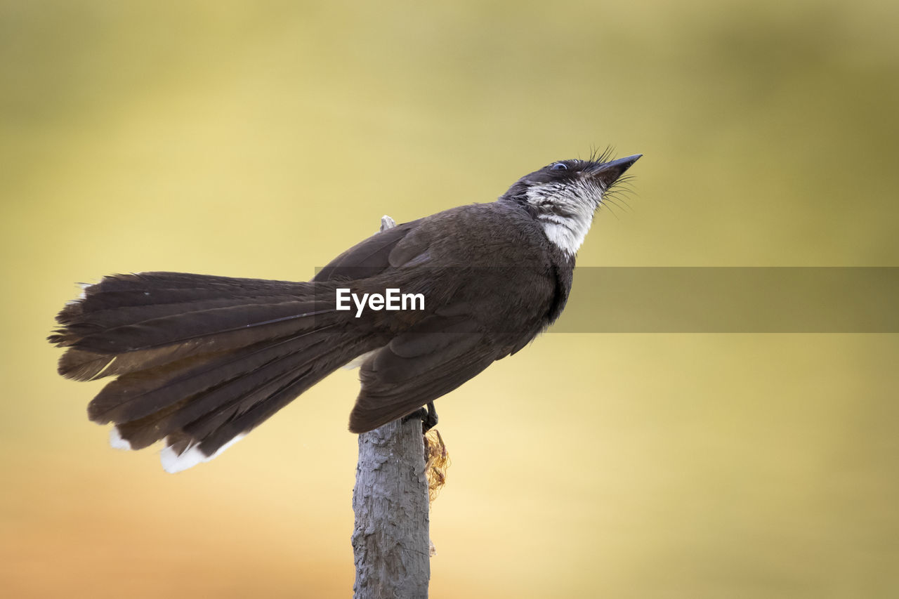 CLOSE-UP OF BIRD PERCHING ON WOOD AGAINST BLURRED BACKGROUND