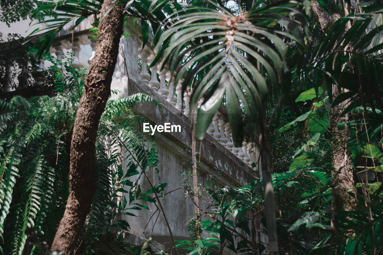 LOW ANGLE VIEW OF COCONUT PALM TREES AT FOREST