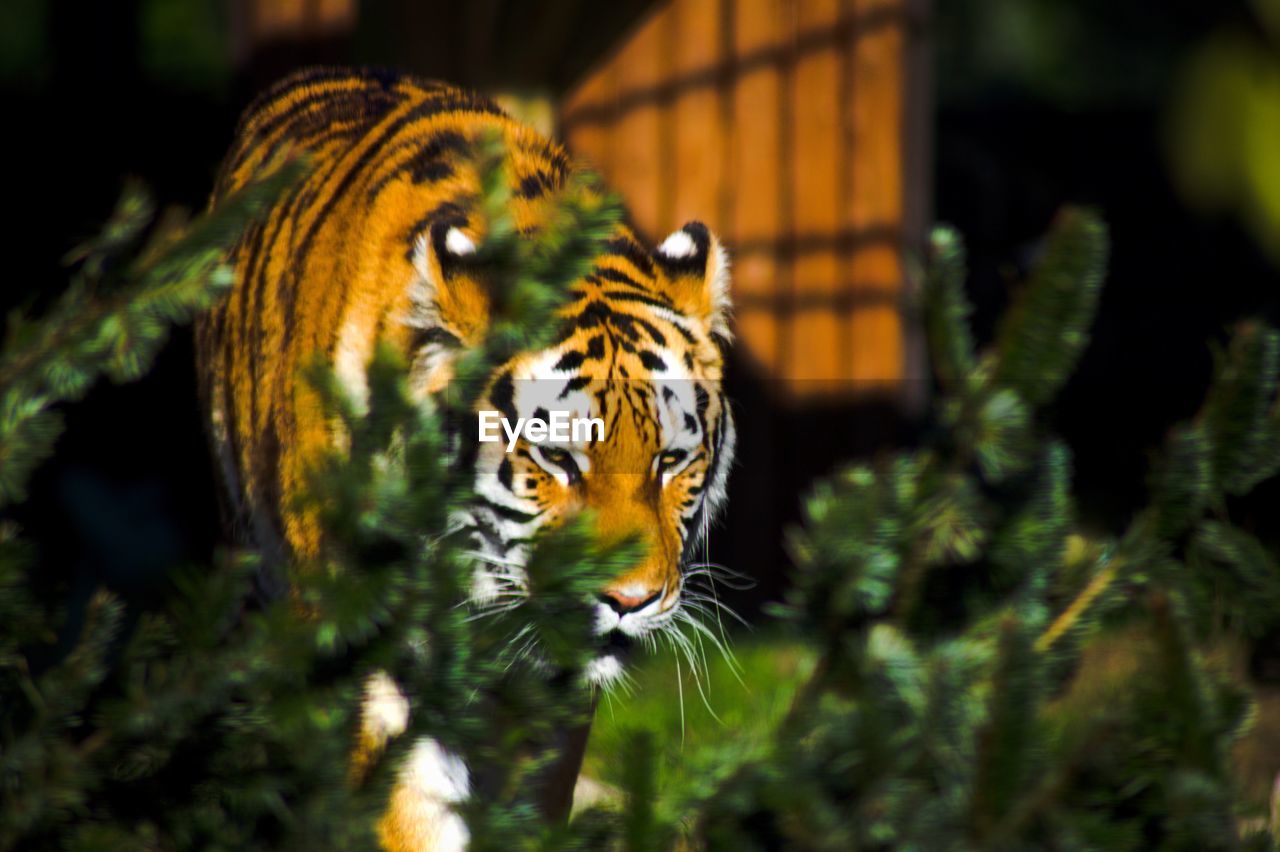 Close-up of a tiger along blurred plants