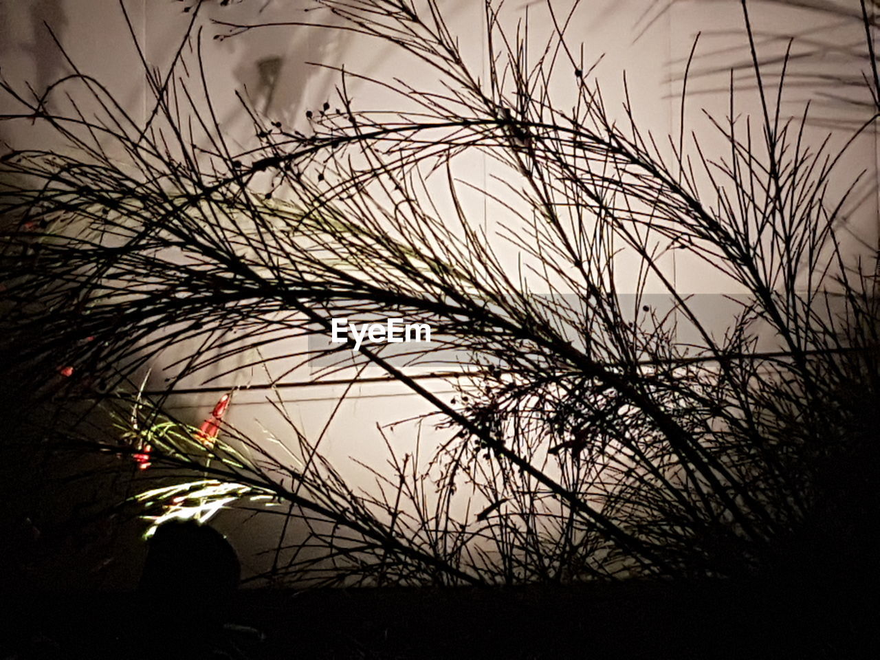 CLOSE-UP OF SILHOUETTE PLANTS AT SUNSET