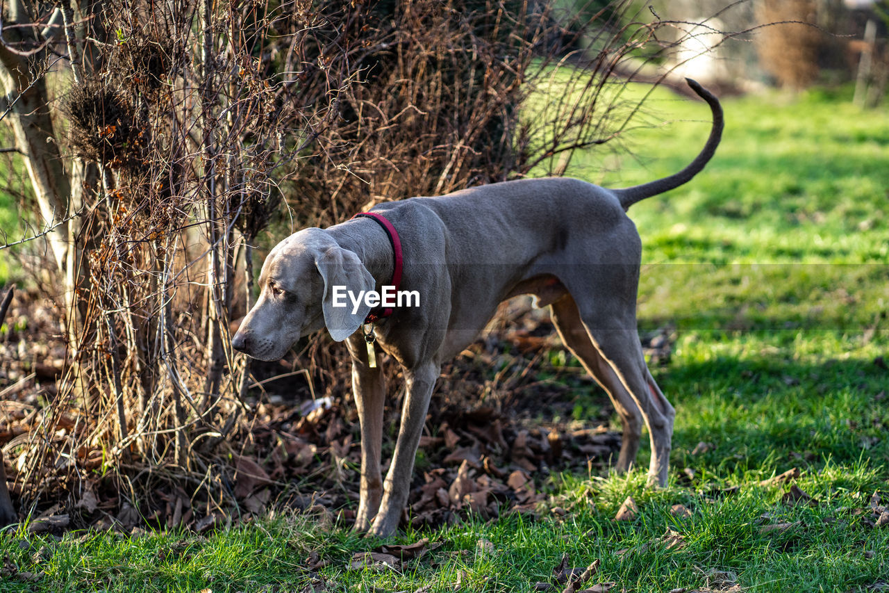 DOG STANDING ON FIELD BY TREE