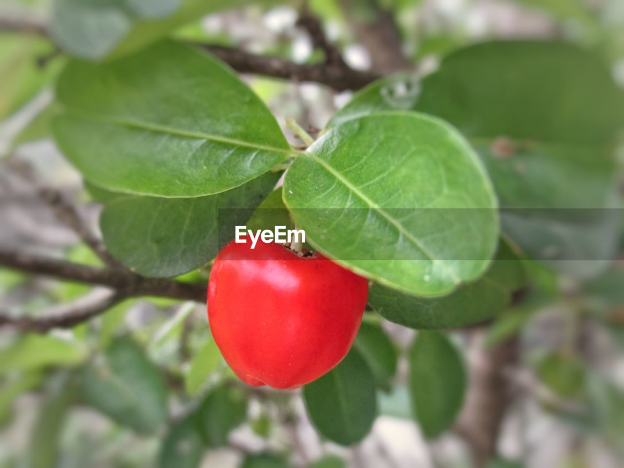 Close-up of red berries growing on tree