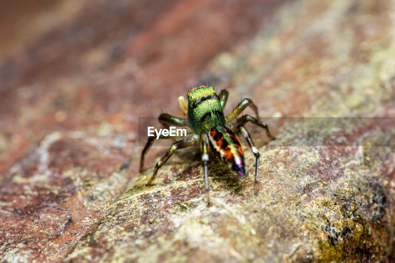Close-up of spider on rock