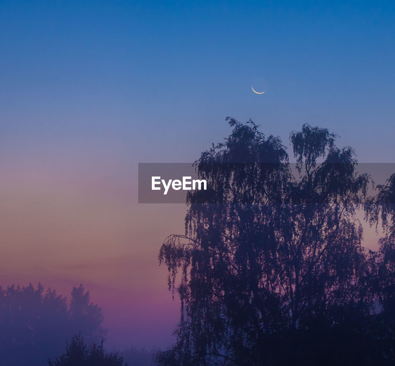 LOW ANGLE VIEW OF SILHOUETTE TREES AGAINST BLUE SKY AT SUNSET