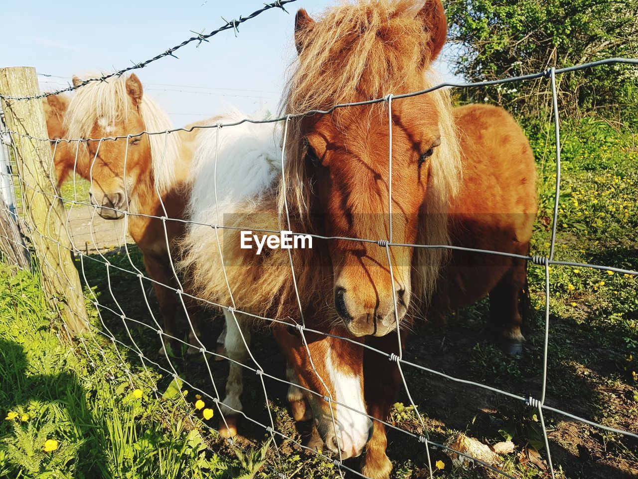 HORSE STANDING IN RANCH AGAINST FENCE