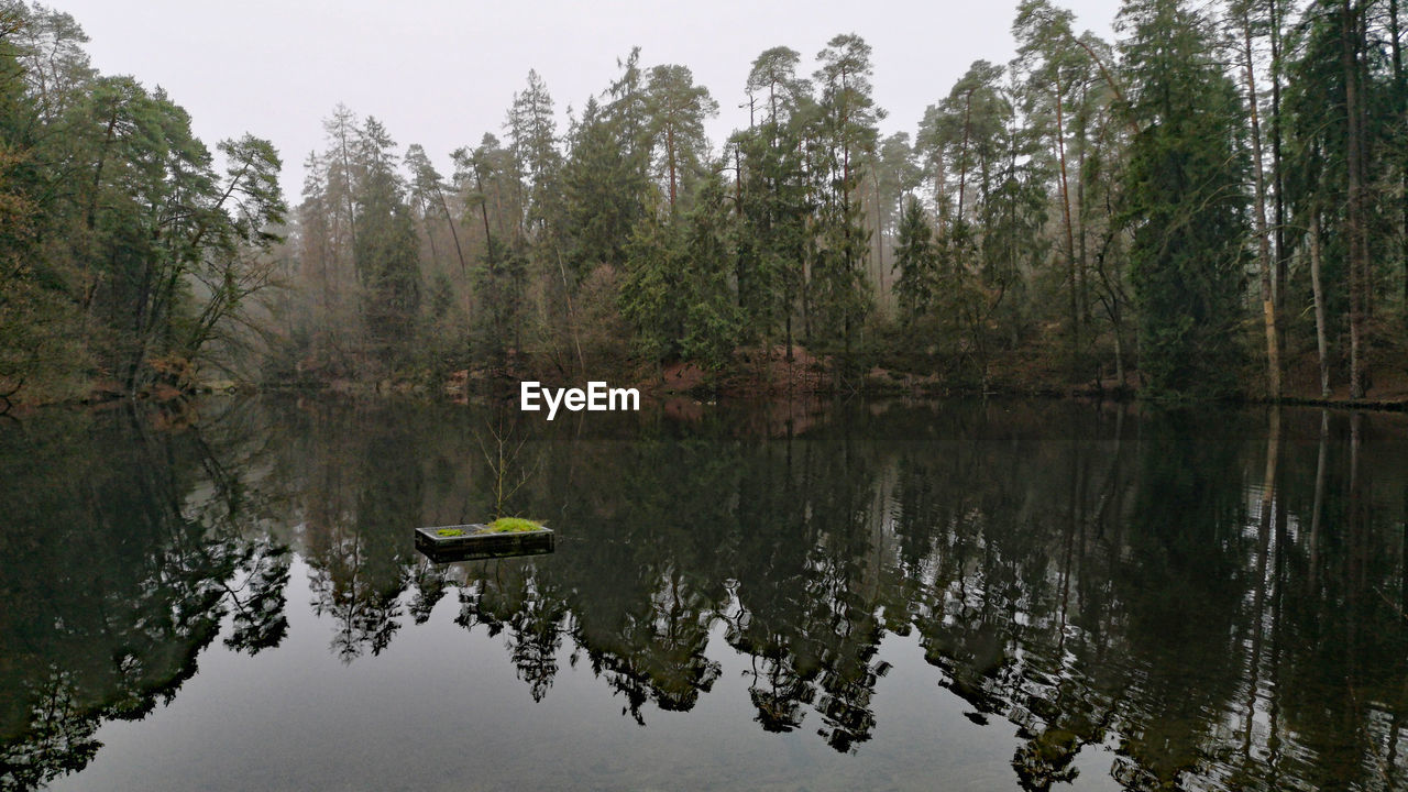 TREES BY LAKE IN FOREST