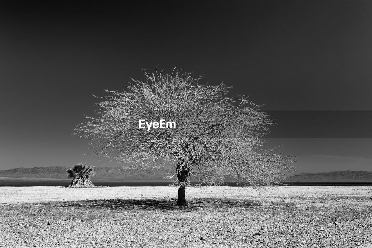 Bare tree against clear sky at salton sea