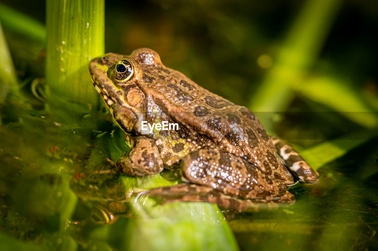 One pool frog is sitting on leaf. pelophylax lessonae. european frog. 