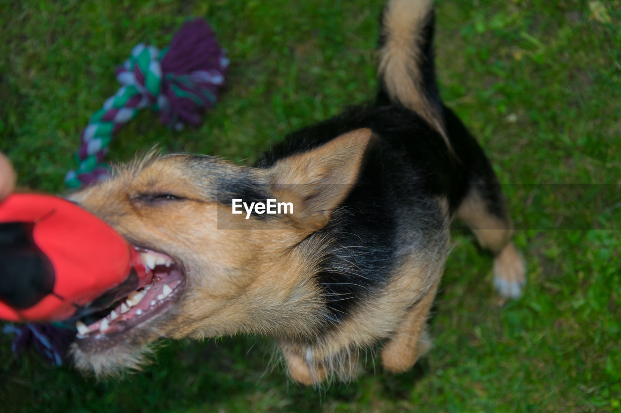 CLOSE-UP OF DOG ON GRASS