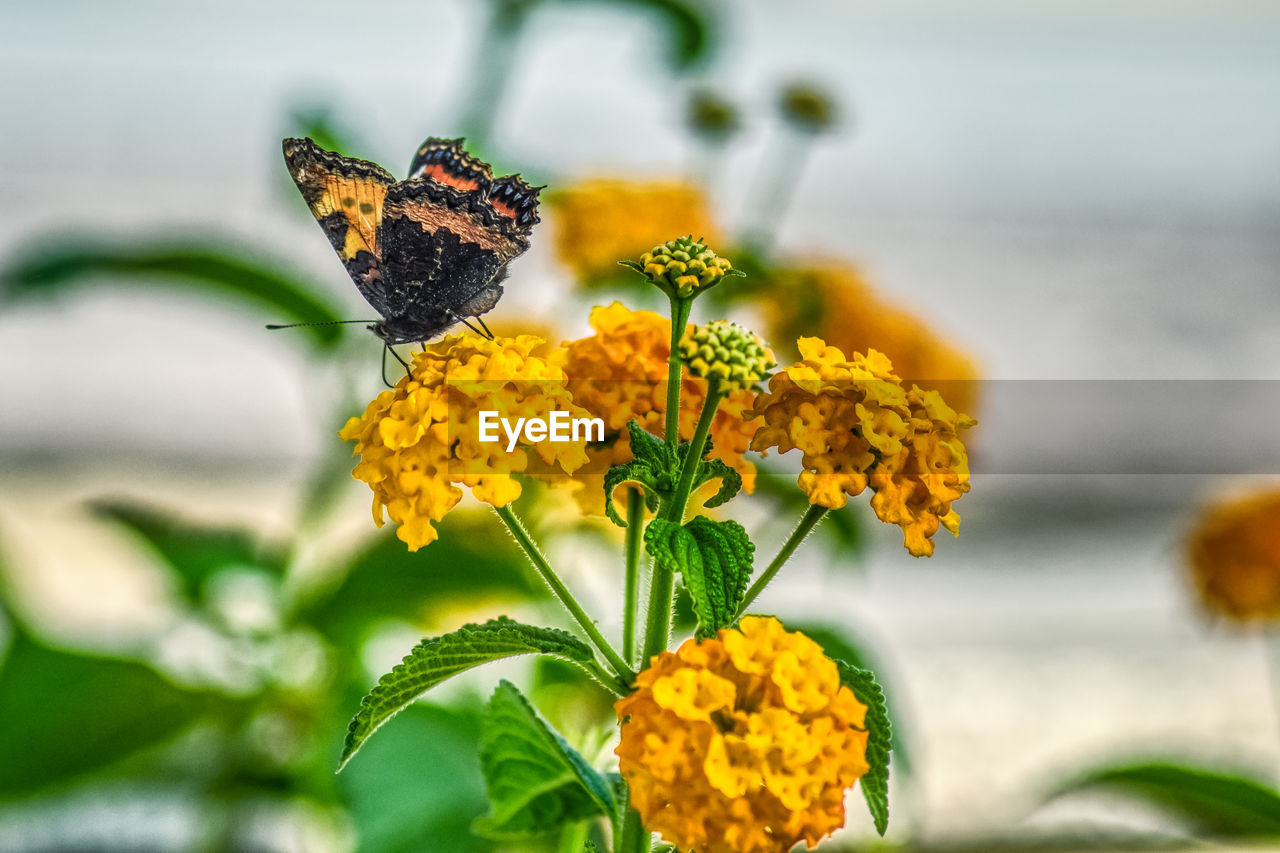 Close-up of butterfly on yellow flower