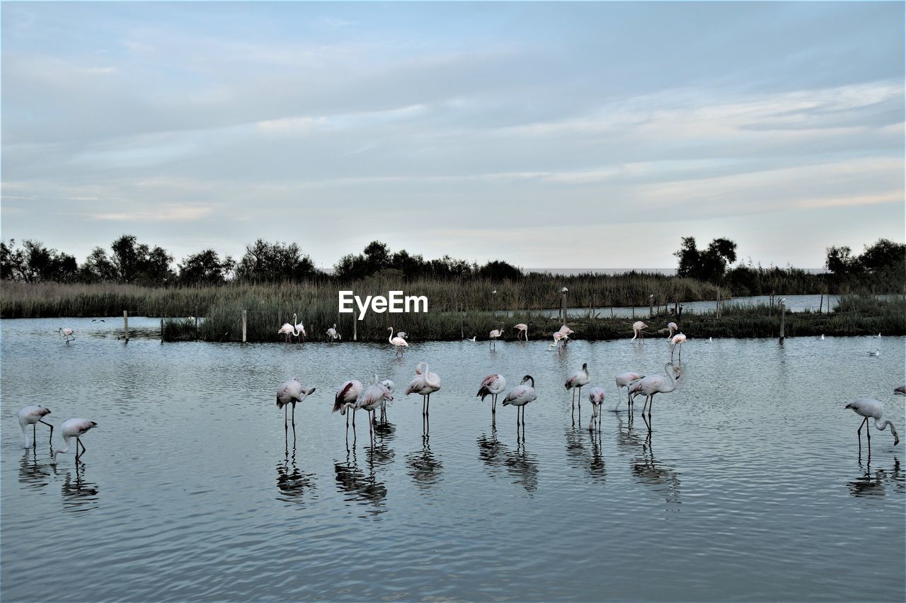 Birds in lake against sky