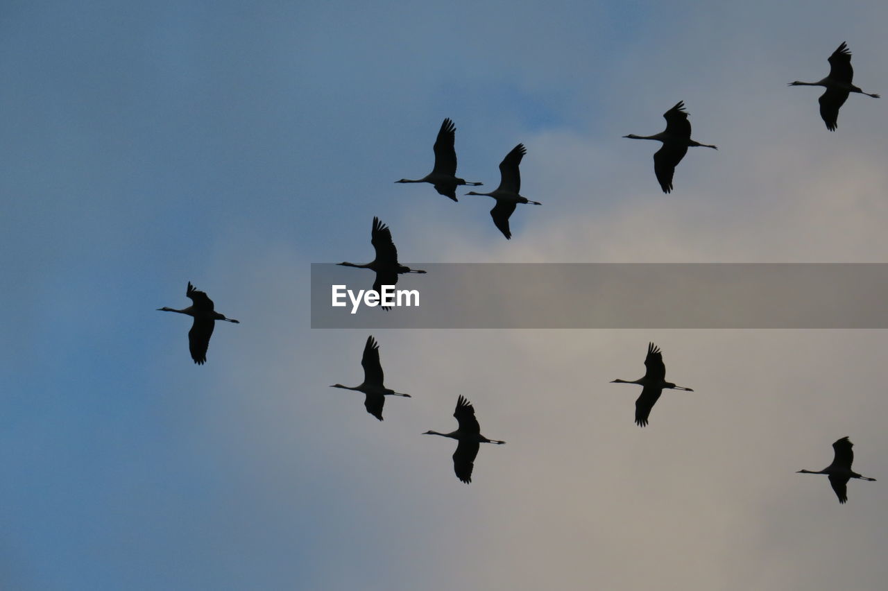 Low angle view of silhouette birds flying