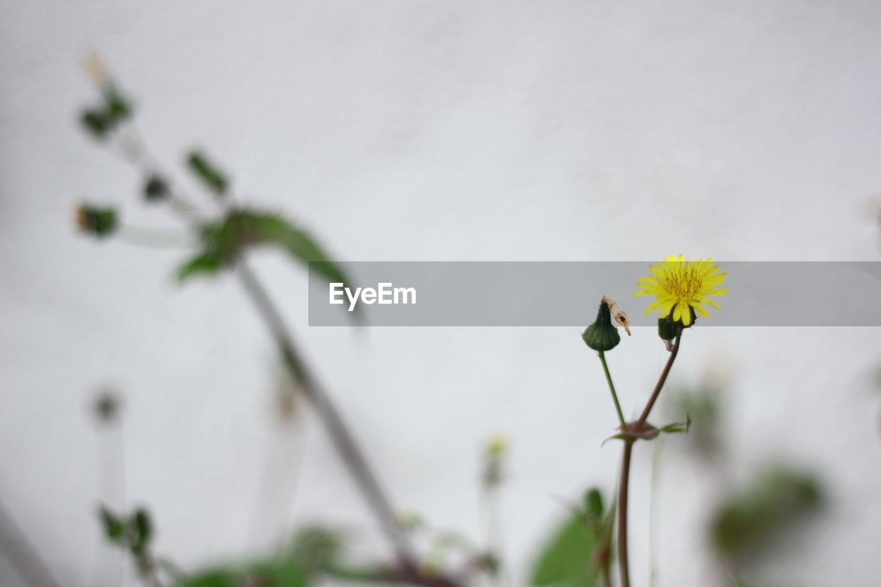 CLOSE-UP OF FLOWERING PLANT