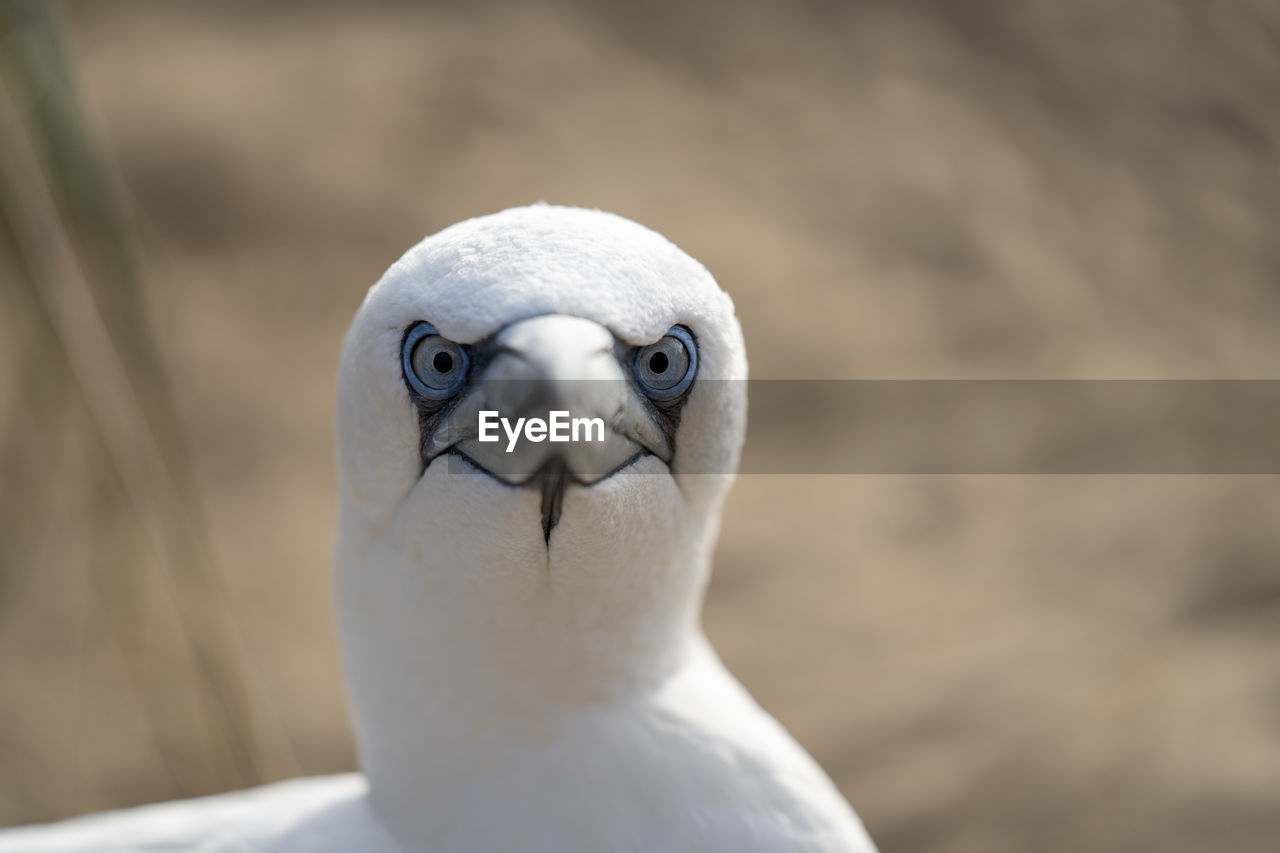 CLOSE-UP OF A DUCK