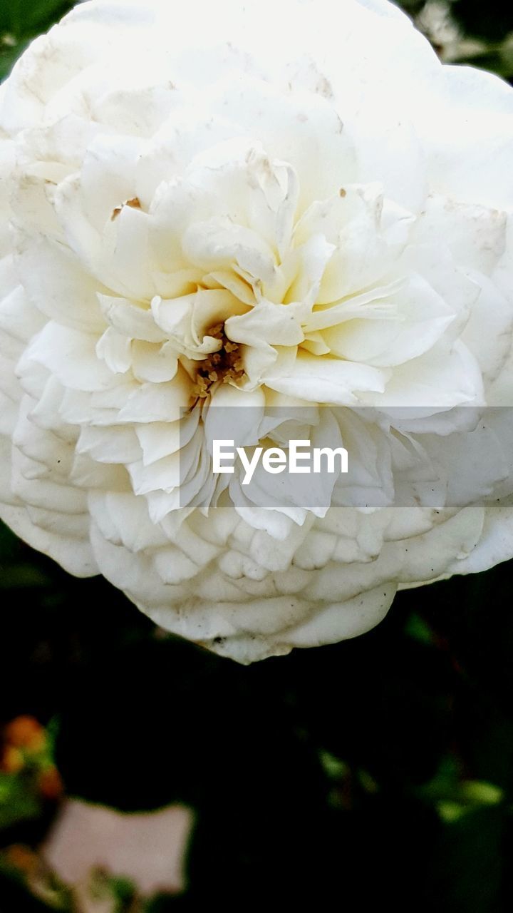 CLOSE-UP OF WHITE FLOWERS BLOOMING