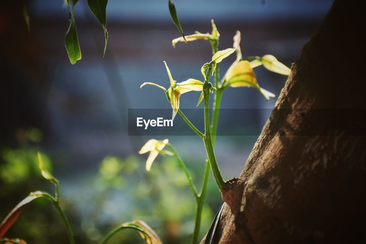 nature, green, sunlight, plant, yellow, leaf, macro photography, branch, flower, beauty in nature, growth, no people, plant part, tree, light, outdoors, close-up, land, focus on foreground, plant stem, day, grass, autumn, environment, freshness, landscape, morning, flowering plant, tranquility