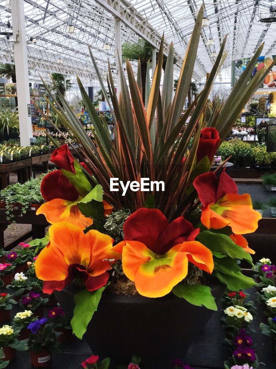 CLOSE-UP OF FLOWERS BLOOMING IN GREENHOUSE