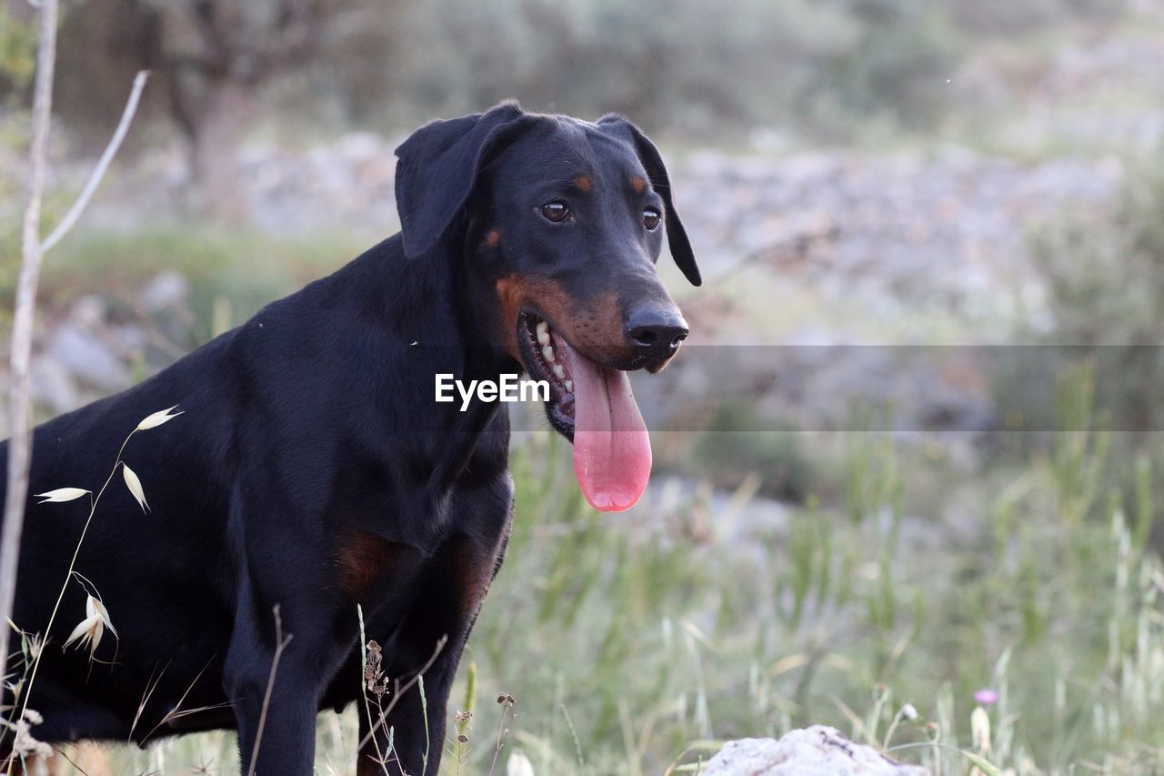 DOG LOOKING AWAY
