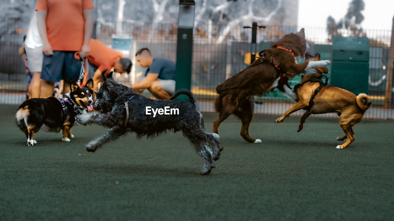 side view of dogs running on field